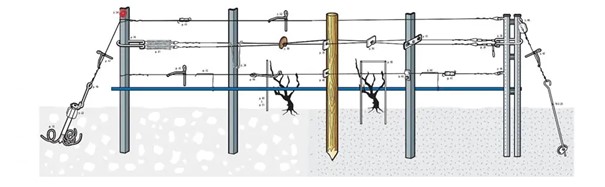 Diagram of vine trellising