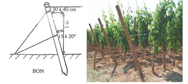 Planting of vine stakes