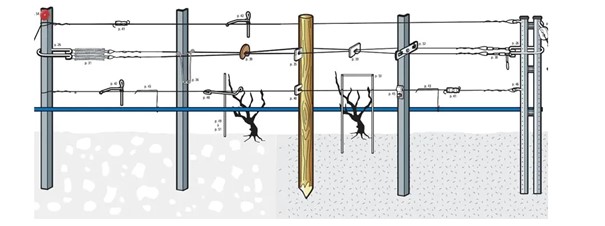 Diagram of vineyard trellising material