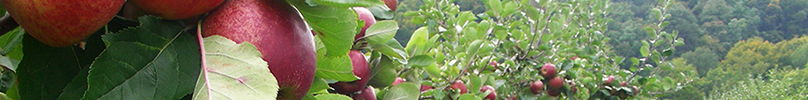 JARDINAGE PEPINIERE VERGER JARDINAGE PEPINIERE VERGER