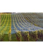 Filet anti-oiseaux vitinet