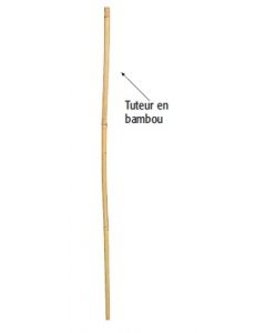 Tuteur en bambou Fenox