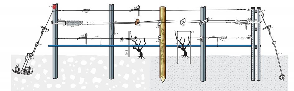 Conseils palissage vigne E-viti