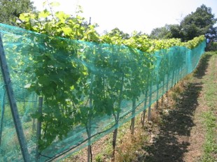 irrigation-vigne
