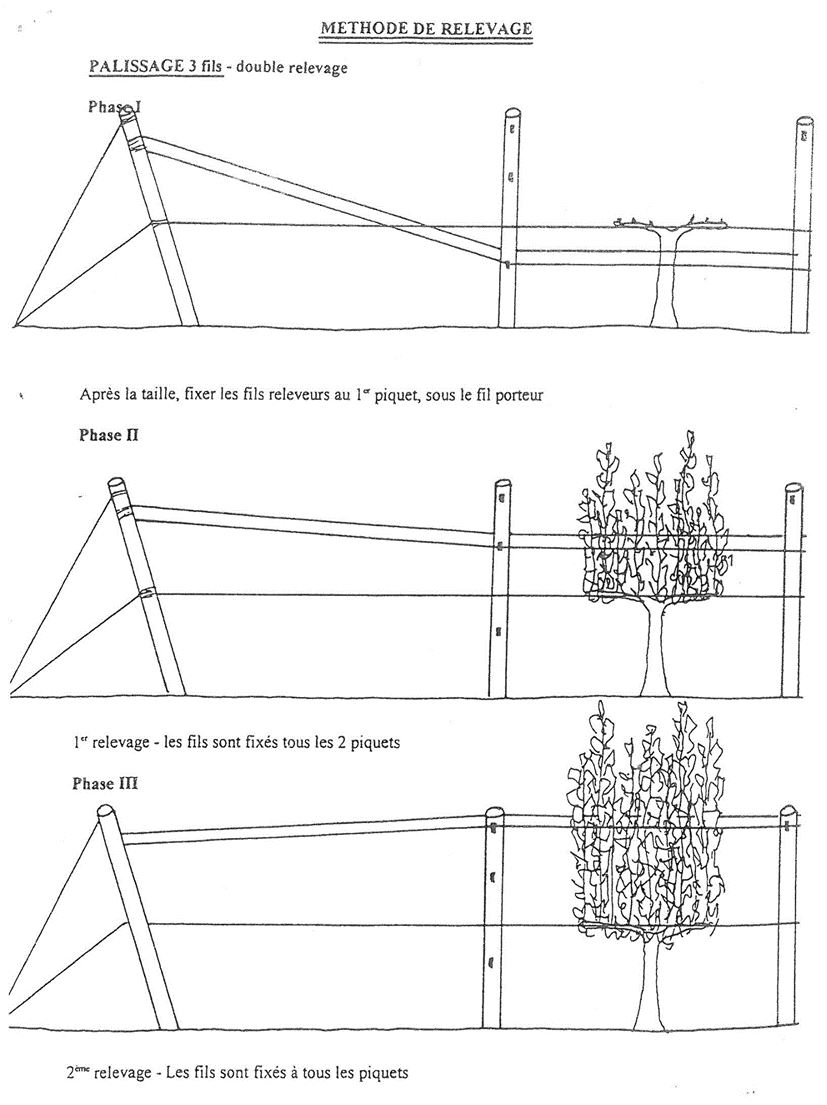 methodes relevage vigne palissage