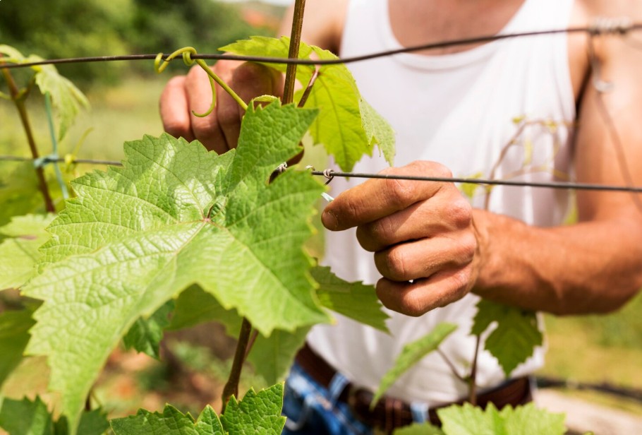 quand-planter-vigne