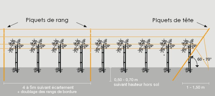 Schéma de palissage